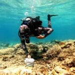 Rencontre avec Nicolas Garcia-Seyda, cuisto pour les coraux