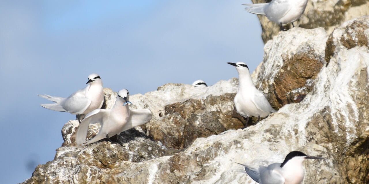 3 questions à Pierre Bachy, ornithologue passionné