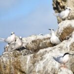 3 questions à Pierre Bachy, ornithologue passionné