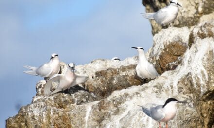 3 questions à Pierre Bachy, ornithologue passionné