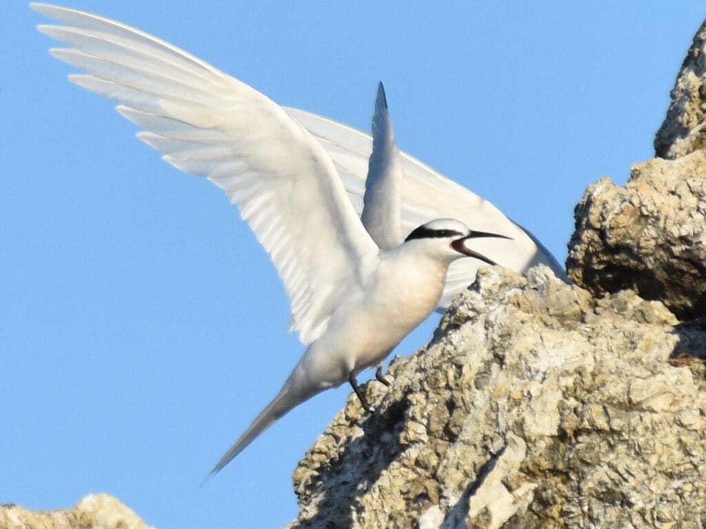 sternes à nuque noire