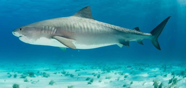 requins