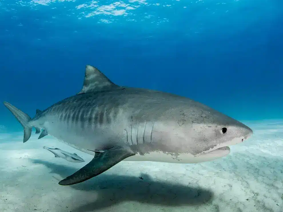 requin