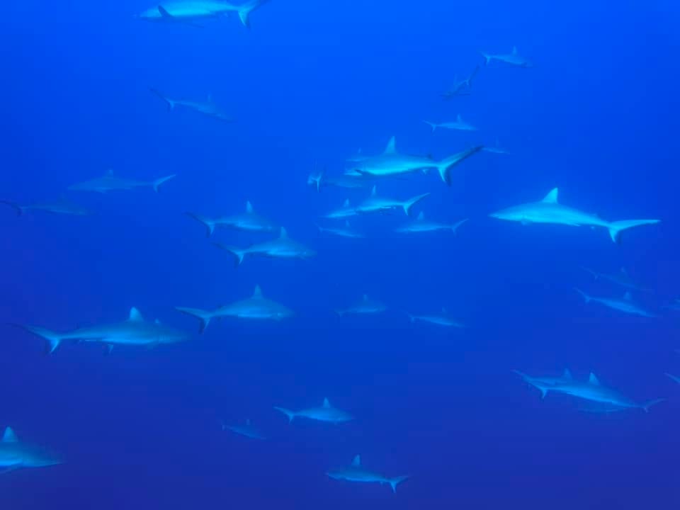 requins