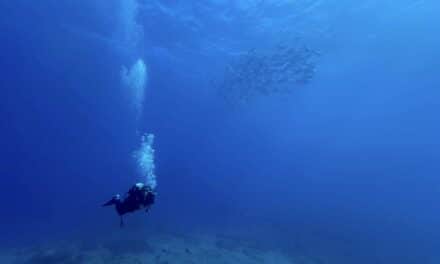 Rencontre avec Vincent Albert, en plongée quotidienne avec les requins