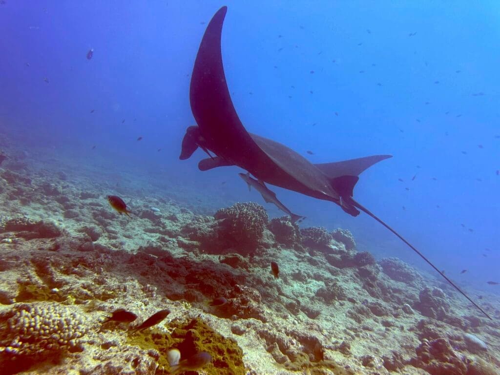 requins