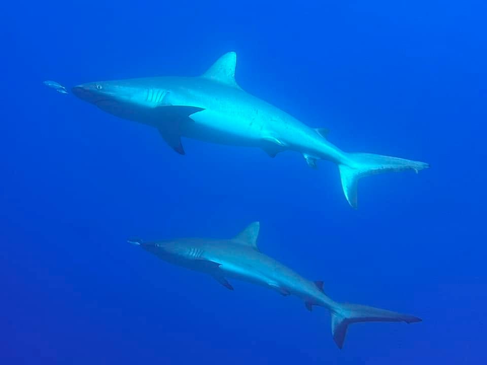 requins