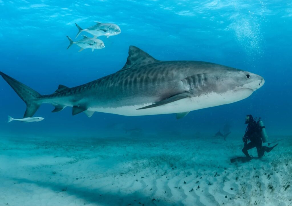 requins