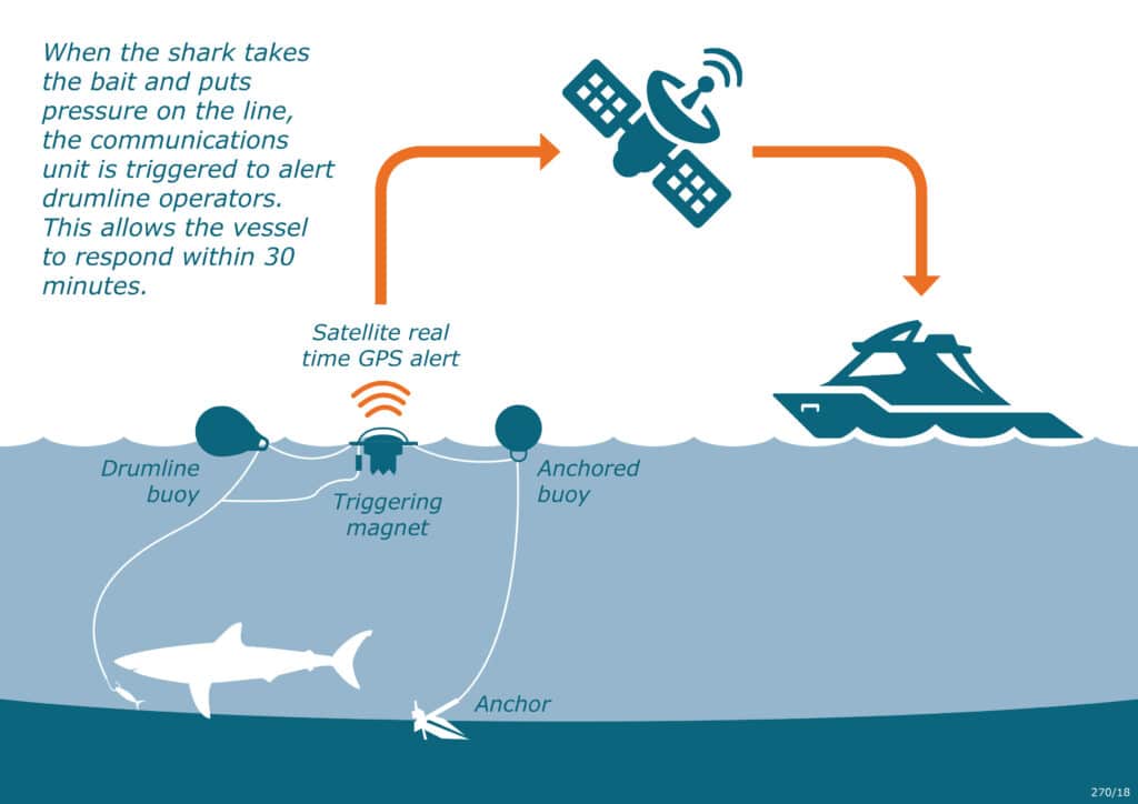 requin