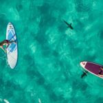 Quarante ans de requins en Nouvelle-Calédonie