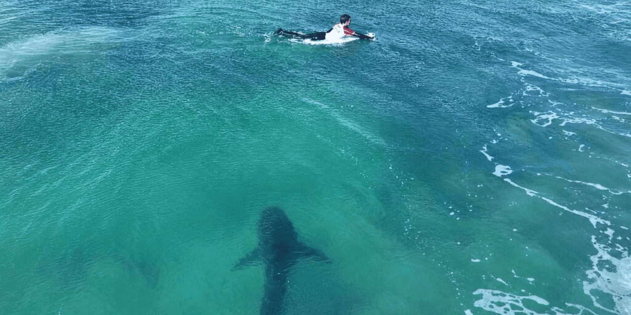Tour du monde des solutions face au risque requin