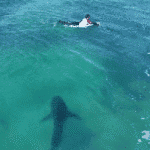 Tour du monde des solutions face au risque requin