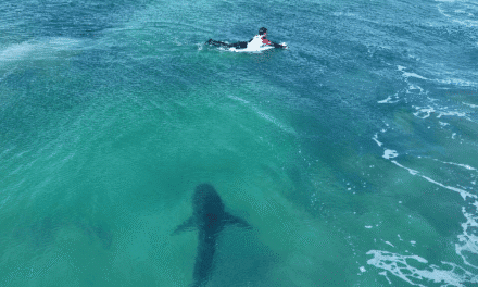 Tour du monde des solutions face au risque requin