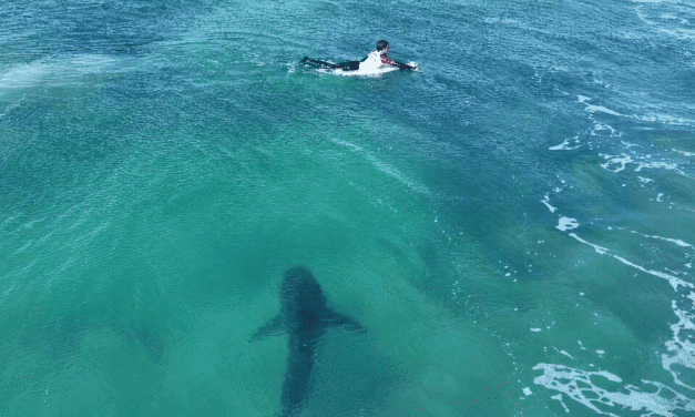 Tour du monde des solutions face au risque requin